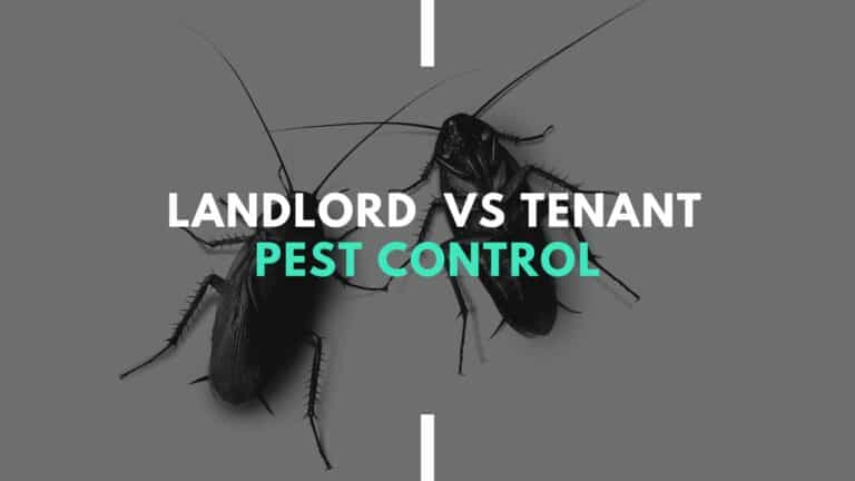 Who is Responsible for Pest Control When Renting a Home